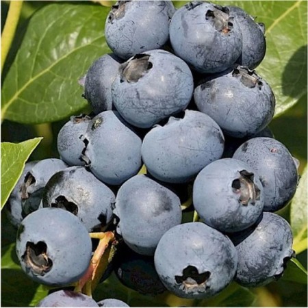 Blueberry tall sierra, c2 pot, 1 pc, summer 2024