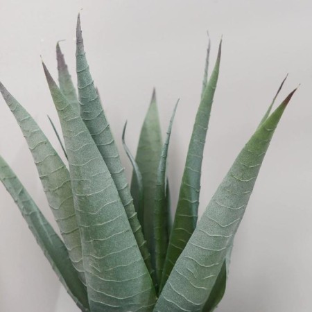 Bonsai in the pot "Aloe Vera" 10x25 cm-1