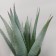 Bonsai in the pot "Aloe Vera" 10x25 cm