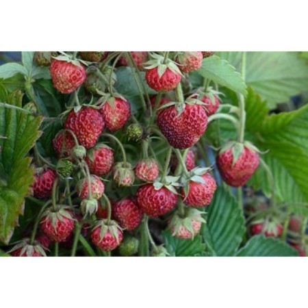 Zemklunika Penelope, P9 pot, summer 2024