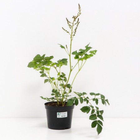Astilba Chinese Black Perls, C1.5 pot, H10-50 height, 1 pc, summer 2024-1