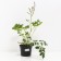 Astilba Chinese Black Perls, C1.5 pot, H10-50 height, 1 pc, summer 2024