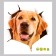 Sticker 3D Interior dog 30*27cm