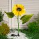 Garden lamp on the sunny battery "Sunflower", 75 cm, 5 LED, glow white