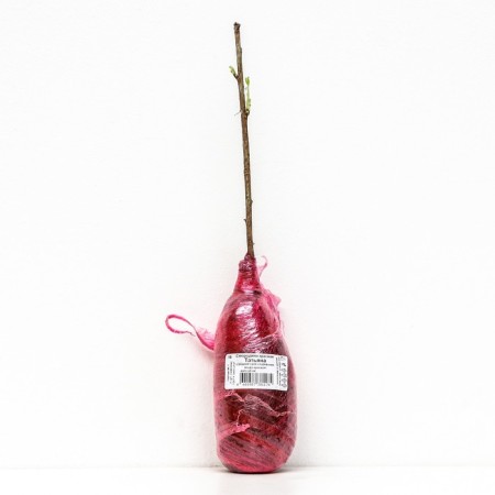 Currant Red Promising varieties "Tatyana", 1 pc, tube, spring 2025-2