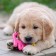 Chewing toy with rope for dogs "palm", 10 cm, pink