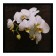 Picture "White Orchid" 75*75 cm frame mix