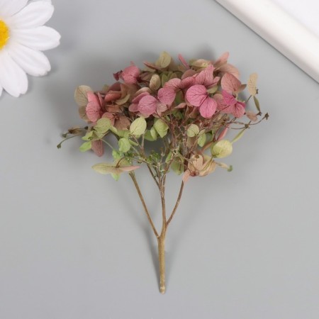 Sukhotzet "hydrangea" green-red h = 6-6.5 cm
