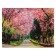 Picture on the canvas "Alley Sakura" 30x40 cm