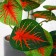 Bonsai in the pot "Kaladium Color Galant" 7.5x16 cm