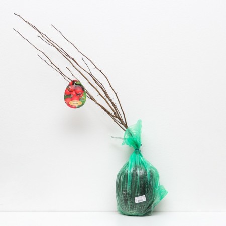 Arnold's hawthorn (ordinary), 1 pc, tube, spring 2025