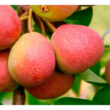 Sahenian pear Isetskaya juicy, pot 2l., Summer 2024