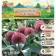 Allum bow is decorative red giant old, river 16/+, 5 pcs, autumn 2024