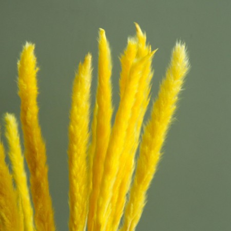 Sukhotzet "reed" set 15 pcs, color orange-1
