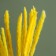 Sukhotzet "reed" set 15 pcs, color orange