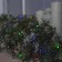 Garland "thread" 20 m, IP44, dark thread, 200 LED, glow of multi, 8 modes, 220 V