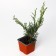 Cossack juniper, p9, 1pc, h 3-20 cm, spring 2024