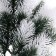 Decor "Branch of silver spruce"