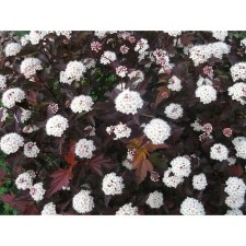 Bubble of Kalinolite diabolo, C3 pot, H10-50 height, 1 pc, summer 2024