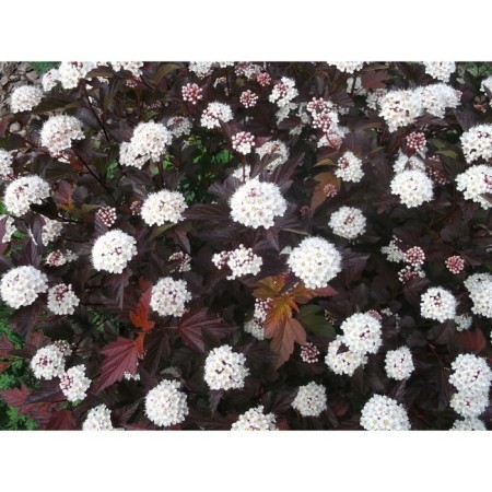 Bubble of Kalinolite diabolo, C3 pot, H10-50 height, 1 pc, summer 2024