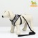 A set for dogs 12-15 kg, size XL, leash 120 x 1.5 cm Osh 38 cm, og 57 cm