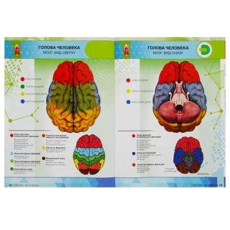4D encyclopedia in augmented reality "Anatomy: Human organs"-3