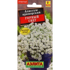 Alissum flowers 