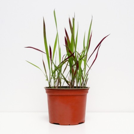 Emperor Cylindrical Red Baron, C2 pot, H10-50 height, 1 pc, summer 2024-1