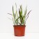 Emperor Cylindrical Red Baron, C2 pot, H10-50 height, 1 pc, summer 2024