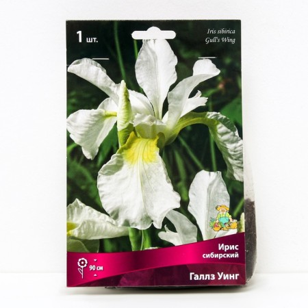 Iris Siberian Galls Wing, I Rr., 1 pc. 90 h (cm), spring 2024
