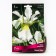 Iris Siberian Galls Wing, I Rr., 1 pc. 90 h (cm), spring 2024