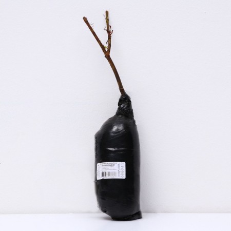 Edible honeysuckle (Northern Garden series) "jug", 1 pc, tube, spring 2024-2