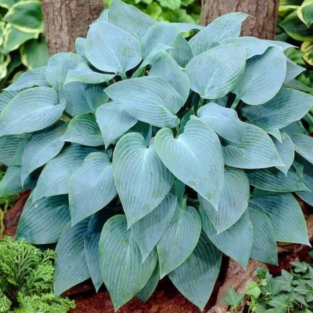 Khosta "Canadian Blue", rr I, size SM, 1 pc,-2