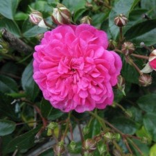 Sahenian Rose 