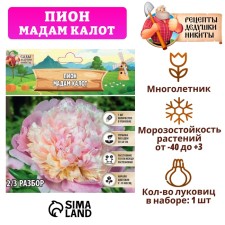 Pion 