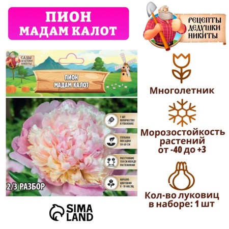 Pion "Madame Calot", rr 2/3, 1 pc,
