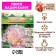 Pion "Madame Calot", rr 2/3, 1 pc,