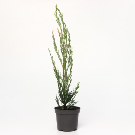 Juniper Rock "Skyroacroit", P9, 1pc, h 3-20 cm, summer 2024-2