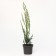 Juniper Rock "Skyroacroit", P9, 1pc, h 3-20 cm, summer 2024