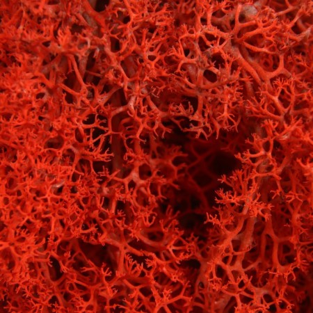Moss stabilized "red" 45 g (+-5 gr).-1