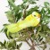 A bird for decoration and floristry, on a clothespin, mix, plastic, 1 pc., 8 x 8 cm