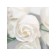 Soap roses, white, set of 9 pcs.