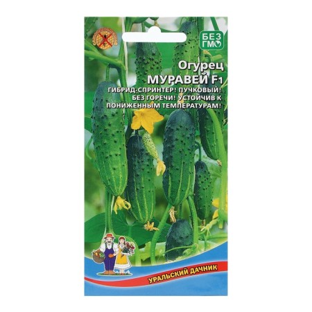 Seeds Cucumber Ant F1 10 pcs-4