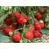 Strawberries Garden shelf, P9 pot, 1 pc, summer 2024