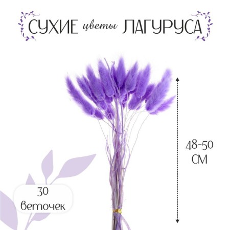 Dry-flowers "Lagurus", set of 30 pcs., The color is light purple-1