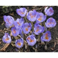 Crocus beautiful Cassiopeia, 5+ rr, 10 pcs, 15 h (cm), autumn 2024