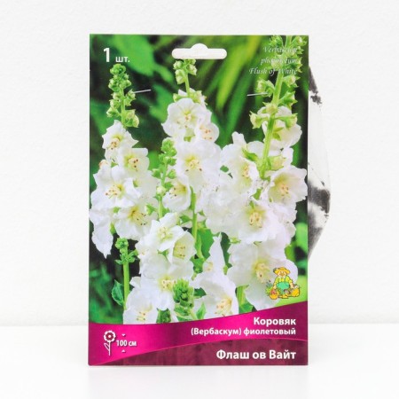 Motenary (Verbaskum) "Violet Flash Ov White", 1 pc, rr I, spring 2025