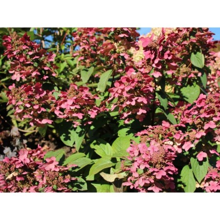 Hydrangea blizzard Magigal Fire, C3 pot, H10-50 height, 1 pc, summer 2024