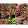 Hydrangea blizzard Magigal Fire, C3 pot, H10-50 height, 1 pc, summer 2024