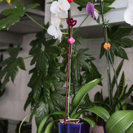 Support for orchids, h = 44 cm, plastic, raspberry, mix-12